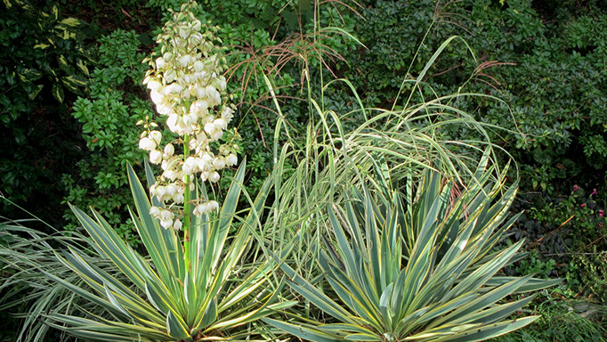 Yucca gloriosa ‘Variegata’, Miscanthus sinensis ‘Variegata’