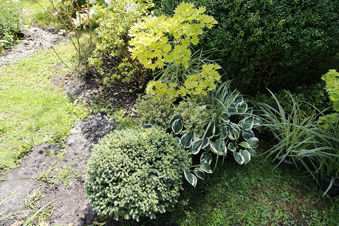 Picea glauca ‘Echiniformis’,Acer palm. ‘Aureum’,  Carrex morrowill ‘Variegata’